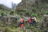 Ruwenzori-494
